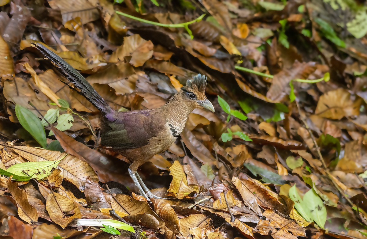 Rufous-vented Ground-Cuckoo - Jorge Gabriel Campos