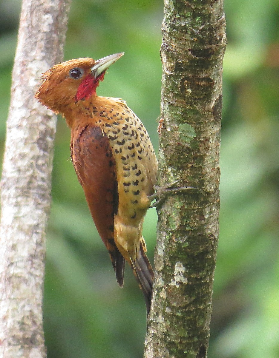 Cinnamon Woodpecker - ML309083191