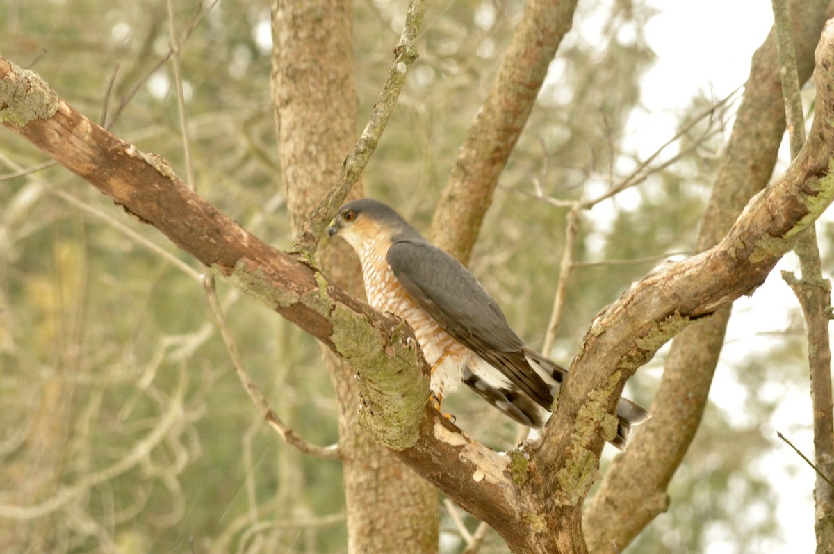 Sharp-shinned Hawk - ML309083351