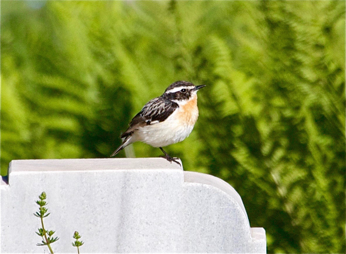 Whinchat - ML30908391