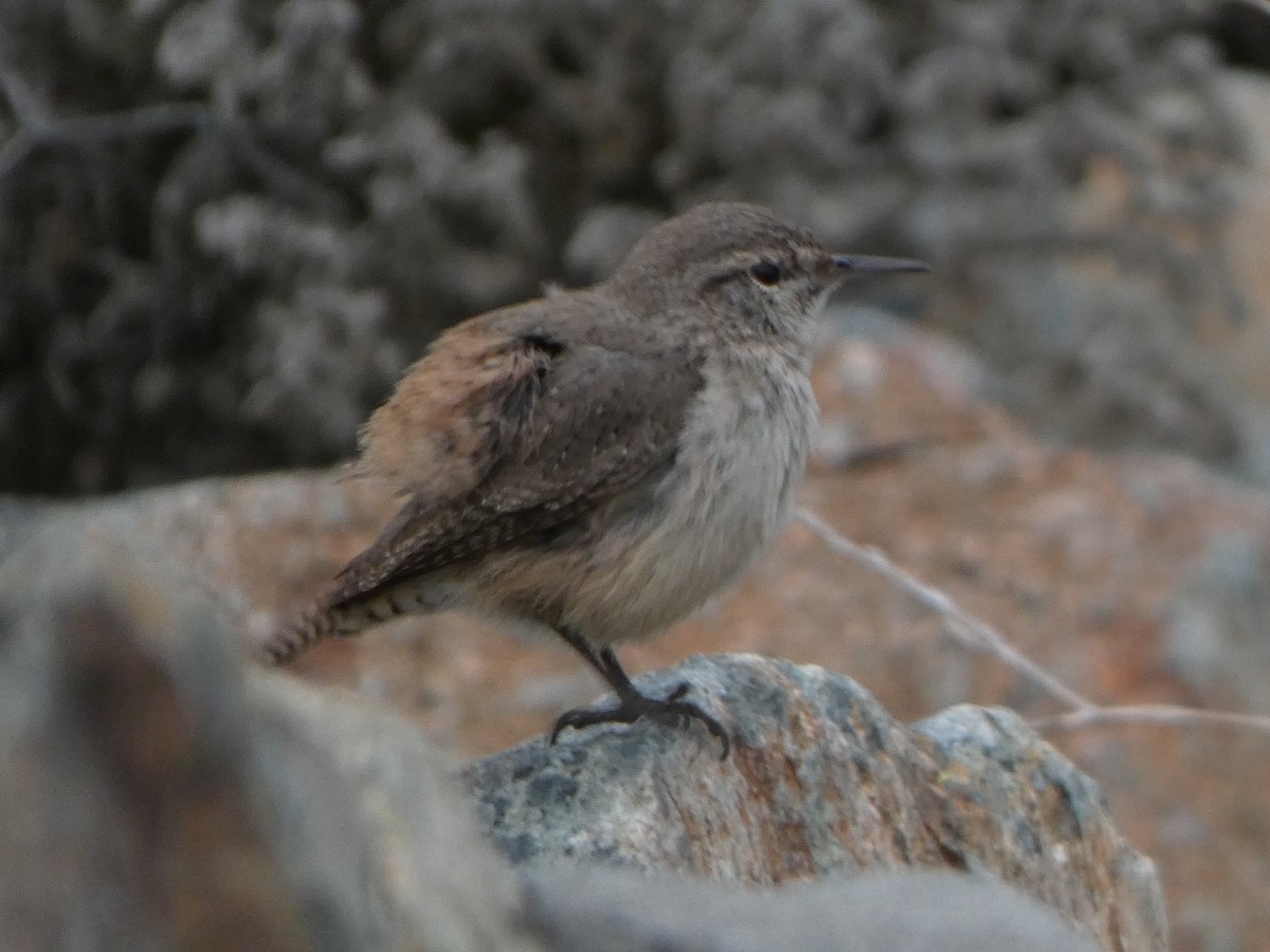Rock Wren - ML309085841