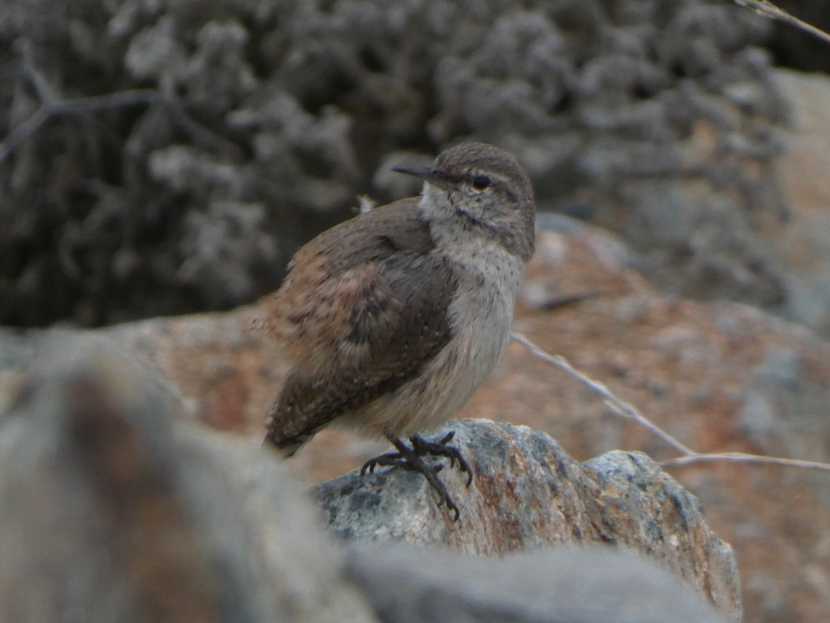 Rock Wren - ML309085871