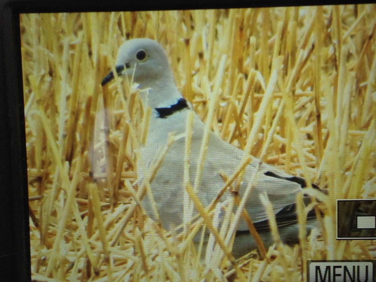 Eurasian Collared-Dove - ML30908631