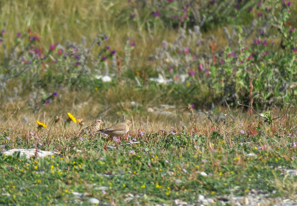 Trumpeter Finch - Andrey Ralev