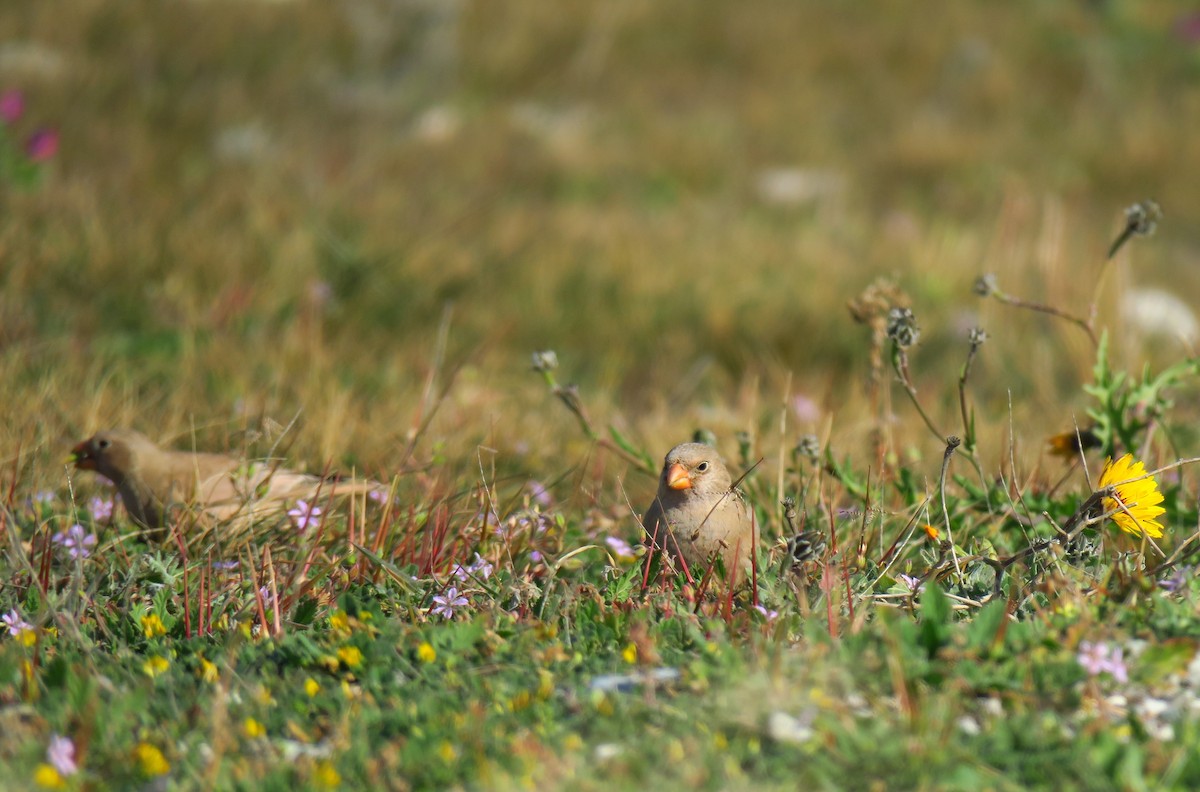 Trumpeter Finch - Andrey Ralev