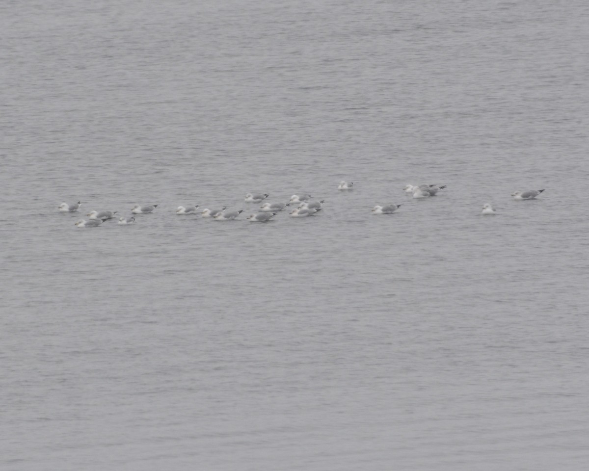 Ring-billed Gull - ML309086681