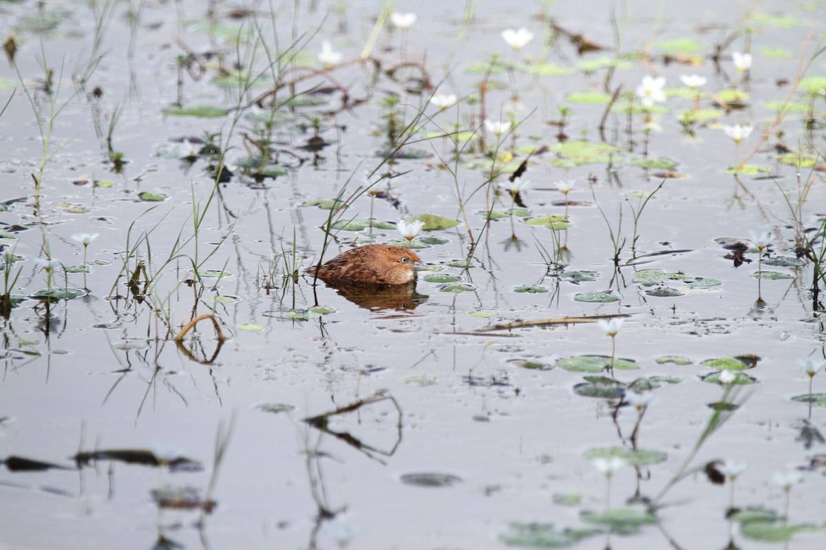 Little Buttonquail - ML30908671