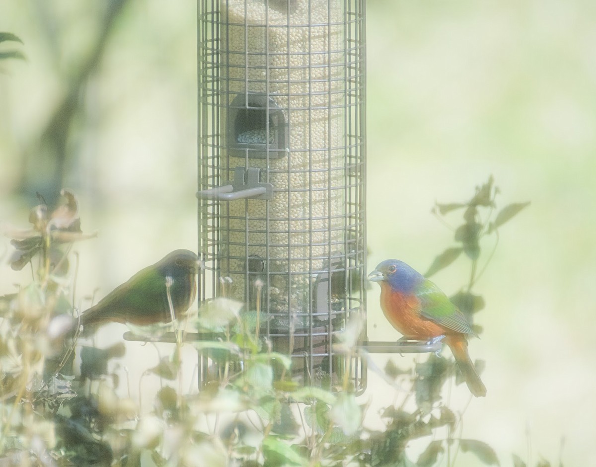 Painted Bunting - ML309087801