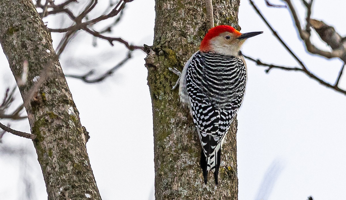 Red-bellied Woodpecker - ML309088191