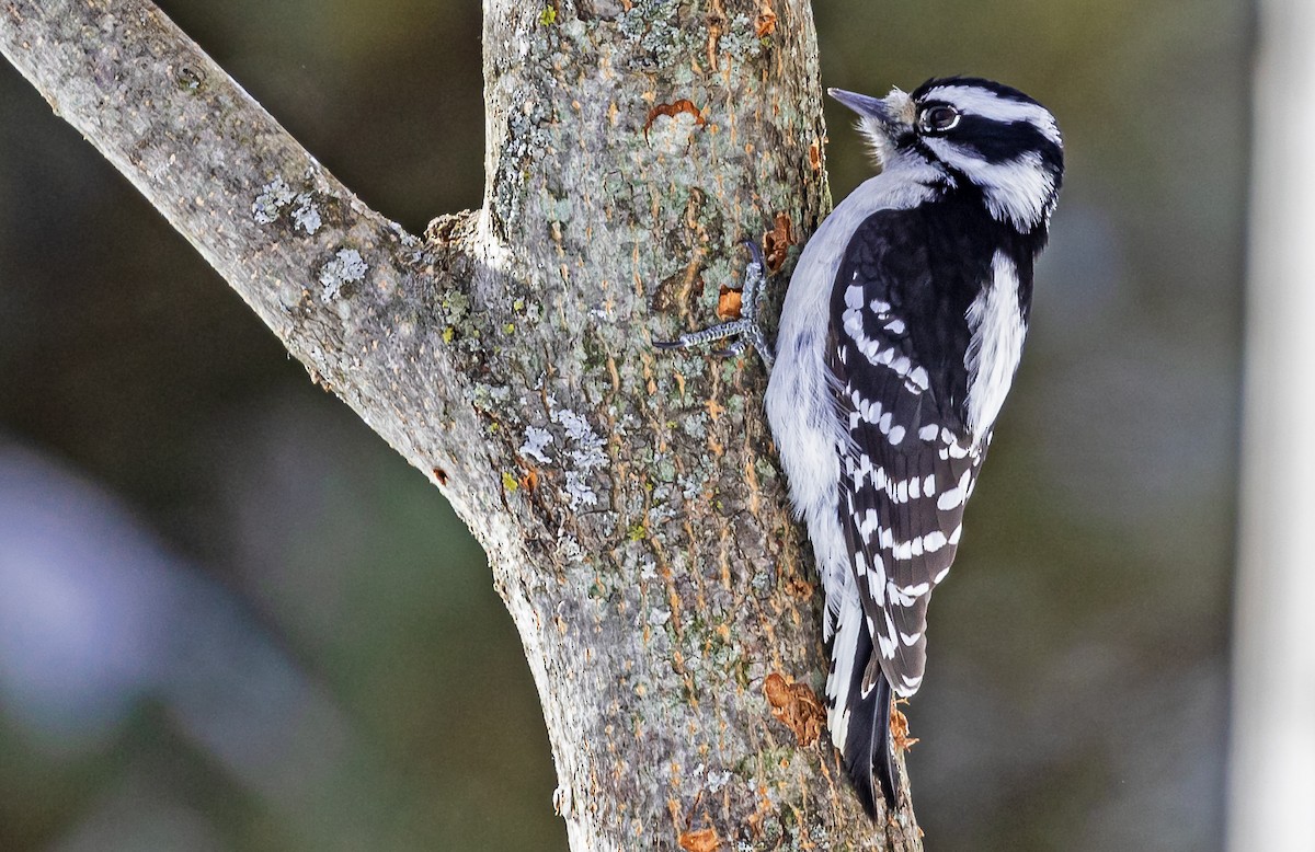 Downy Woodpecker - ML309088391