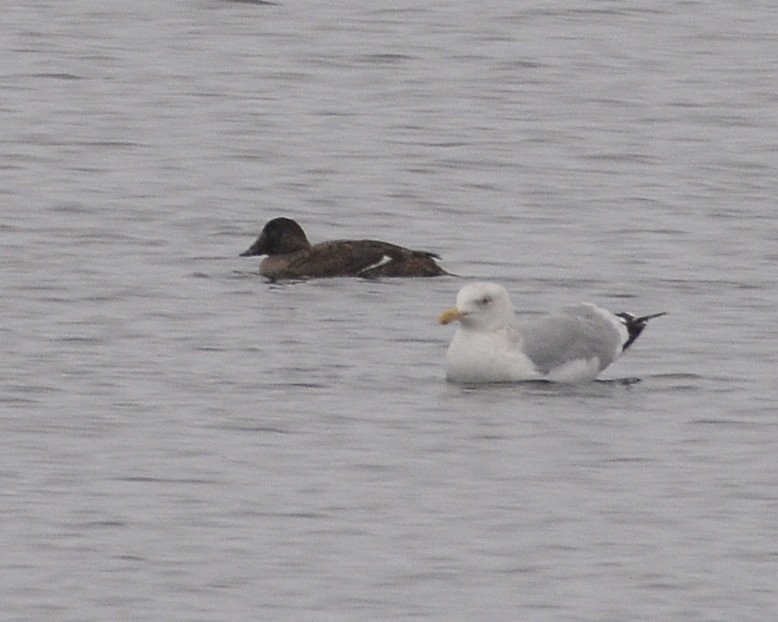 American Herring Gull - ML309088411