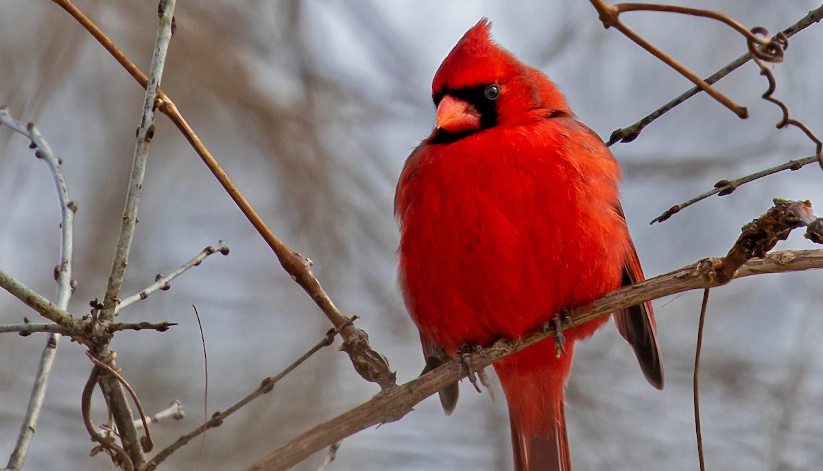 Cardinal rouge - ML309088521