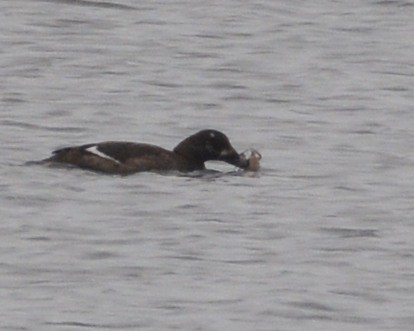 White-winged Scoter - ML309088801