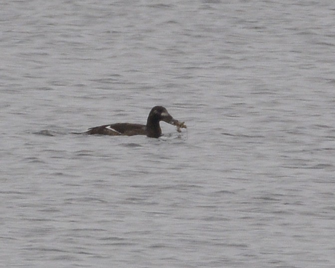 White-winged Scoter - ML309088841