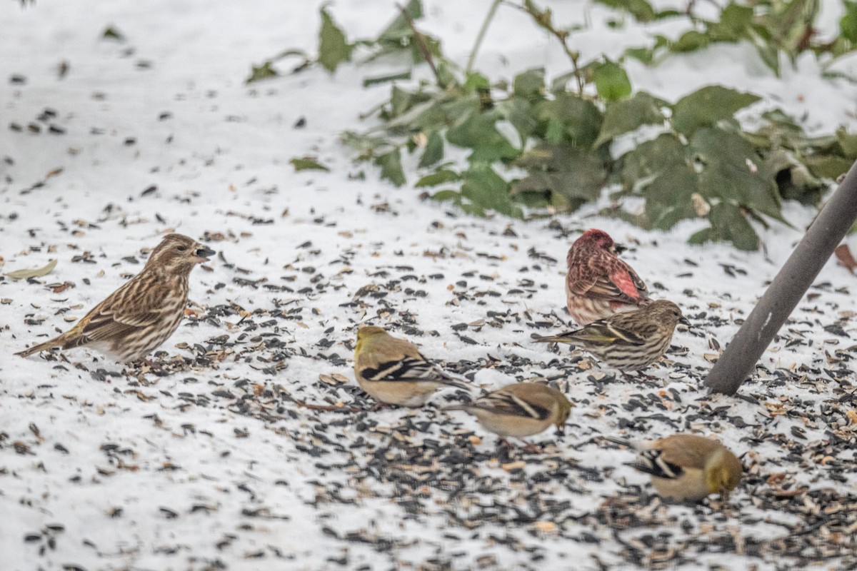 Purple Finch - ML309089181