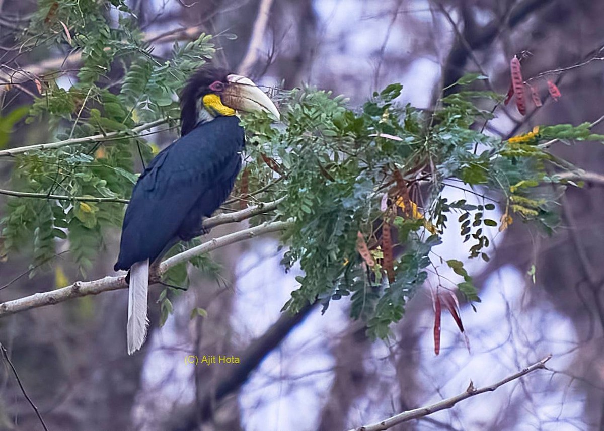 Wreathed Hornbill - ML309089351