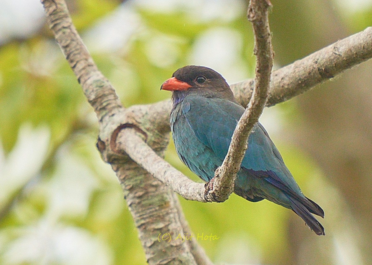 Dollarbird - ML309089441