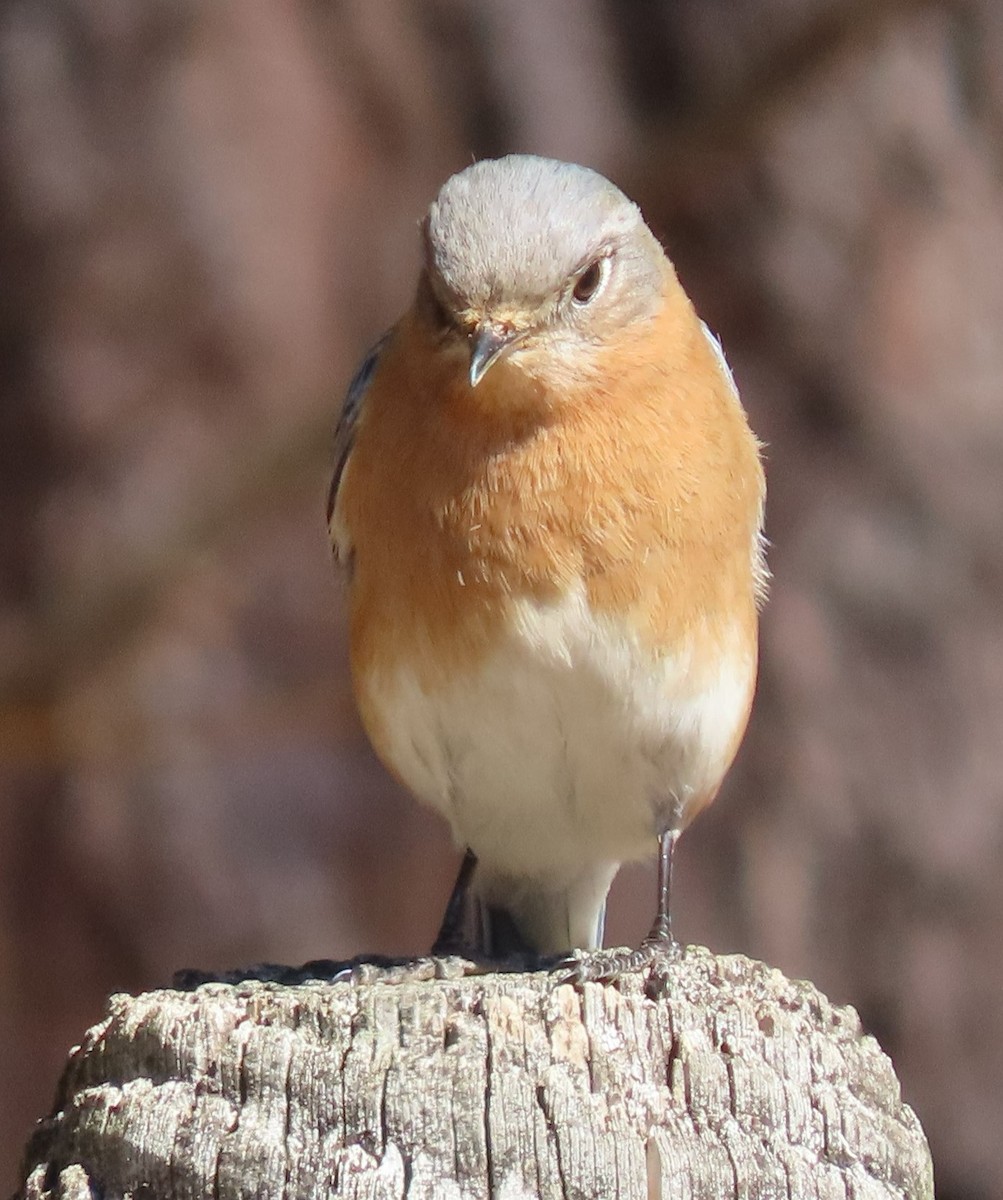 Eastern Bluebird - ML309089581