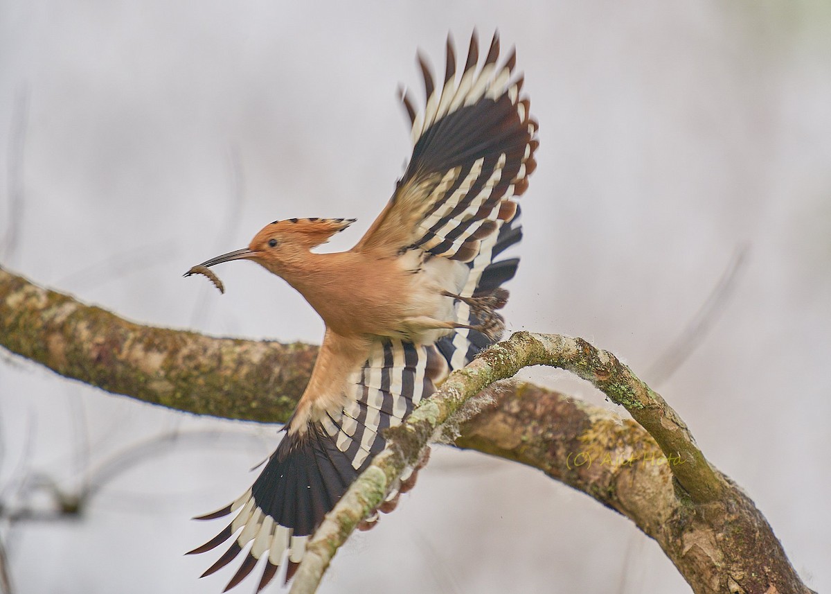 Common Hoopoe - ML309089901