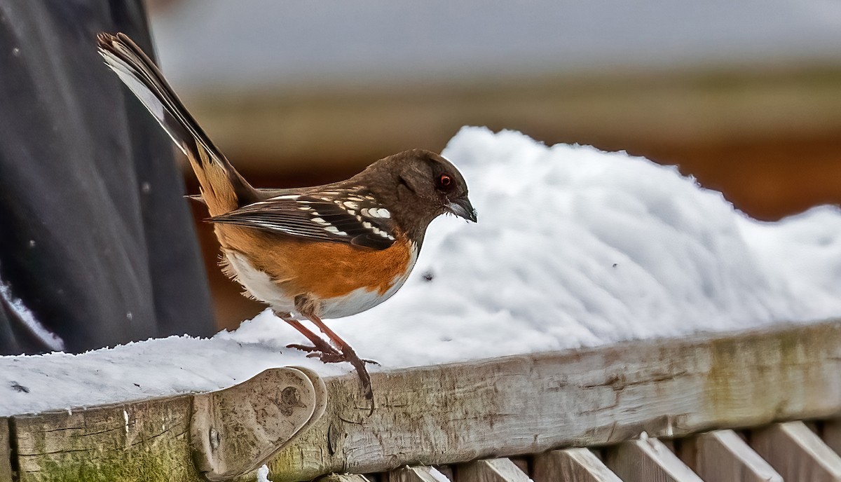 Spotted Towhee - ML309090001