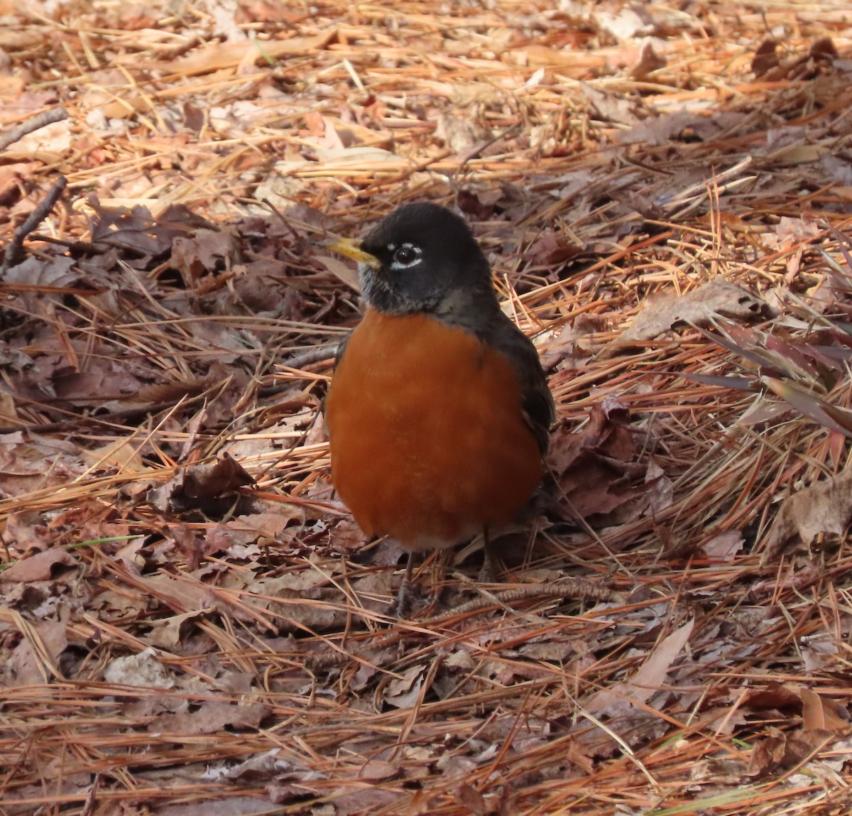 American Robin - ML309090201