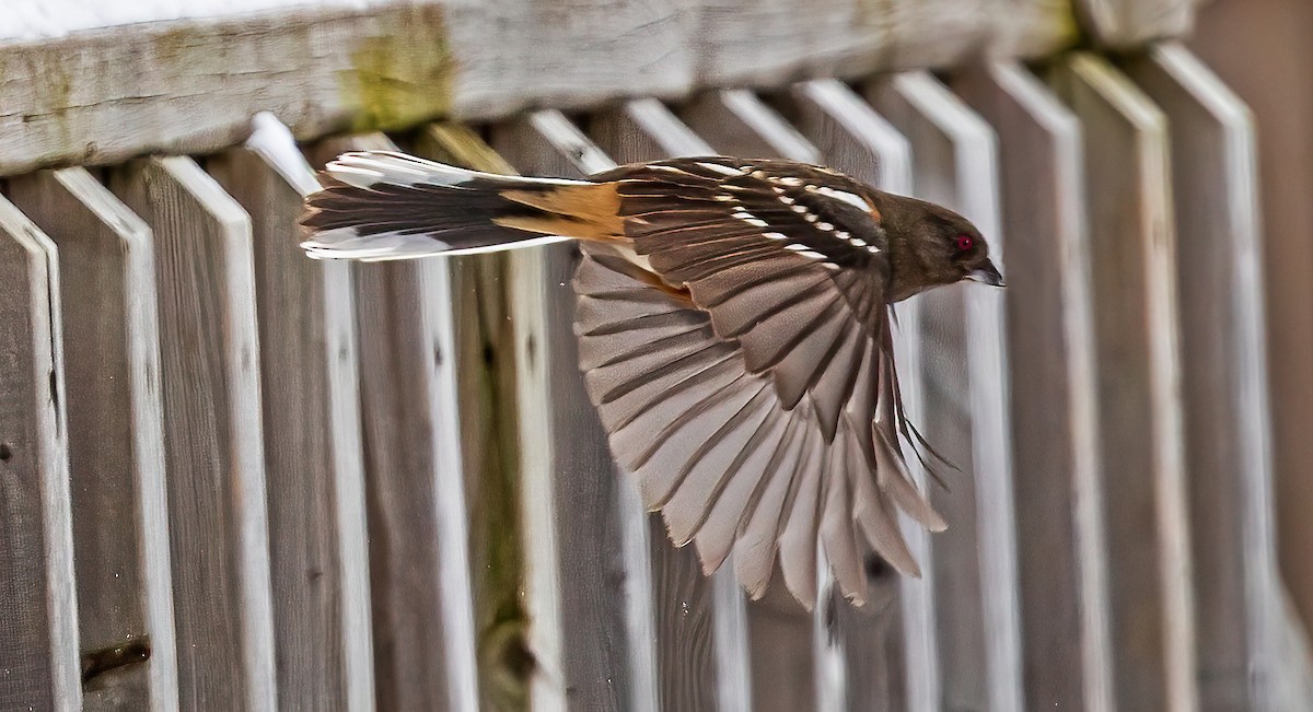 Spotted Towhee - ML309090291