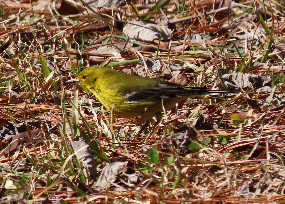 Pine Warbler - ML309090421