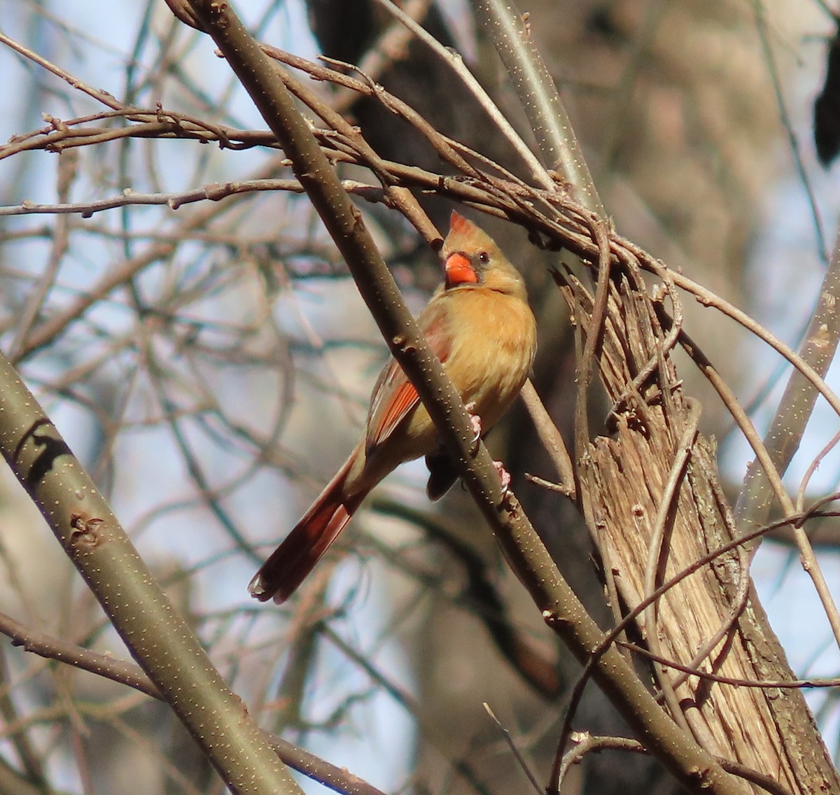 Northern Cardinal - ML309090531