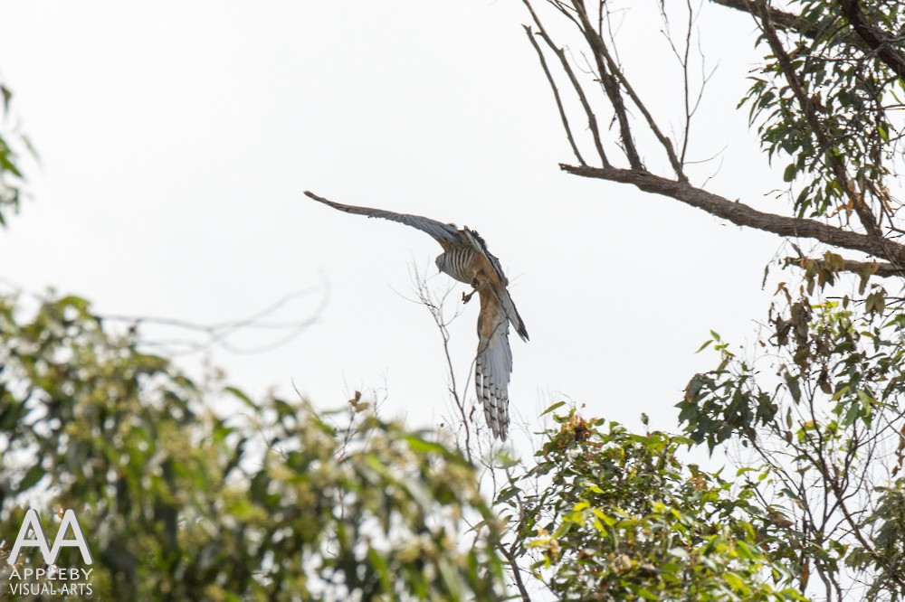 Pacific Baza - ML30909071
