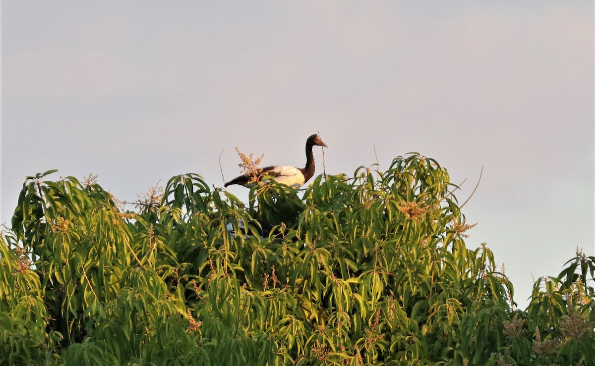 Magpie Goose - ML309091101