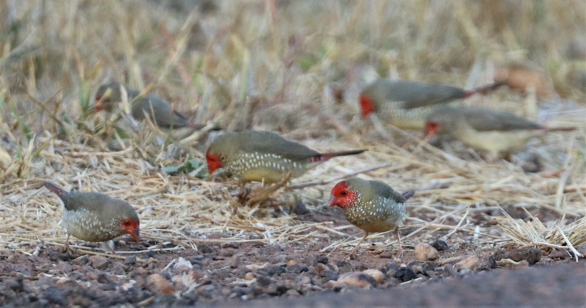 Star Finch - ML309091411