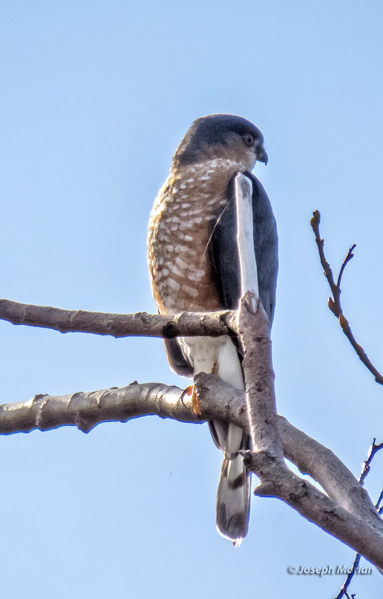 Sharp-shinned Hawk - Joseph Morlan