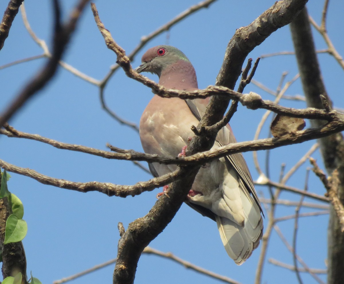 Pale-vented Pigeon - ML309094061