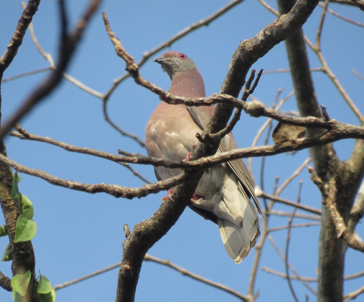 Pale-vented Pigeon - ML309094071