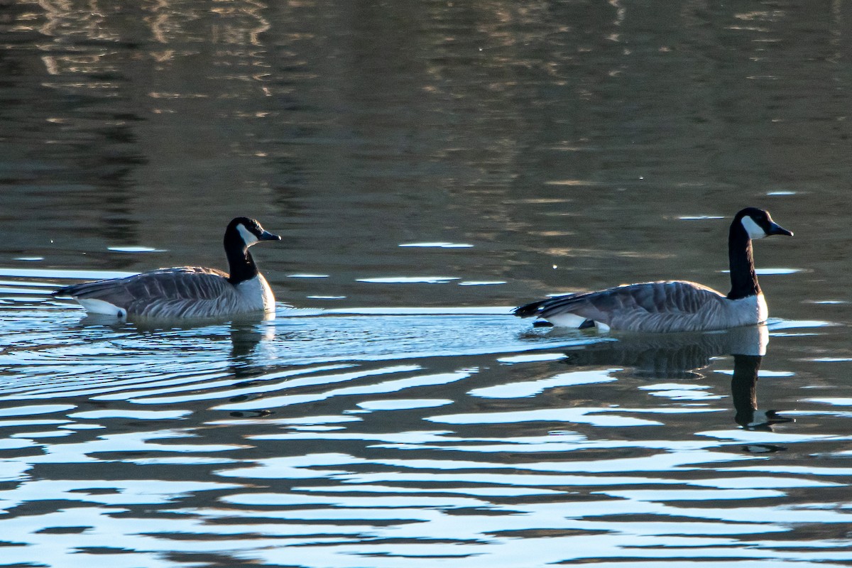 Cackling Goose - ML309097841