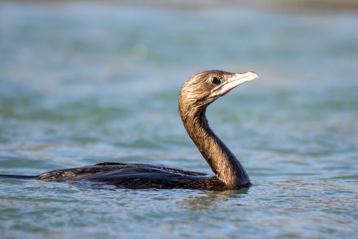 Pygmy Cormorant - ML309099651