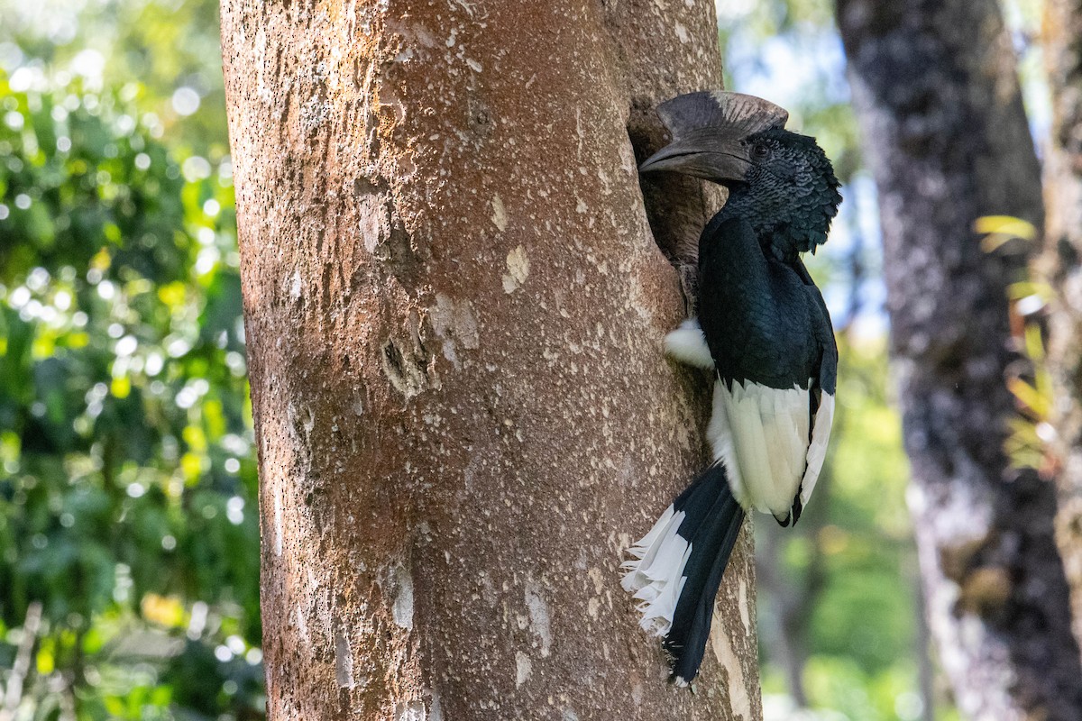 Black-and-white-casqued Hornbill - ML309100191