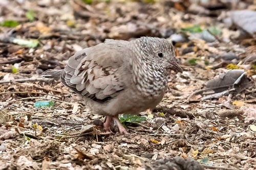 Common Ground Dove - Terry Campbell