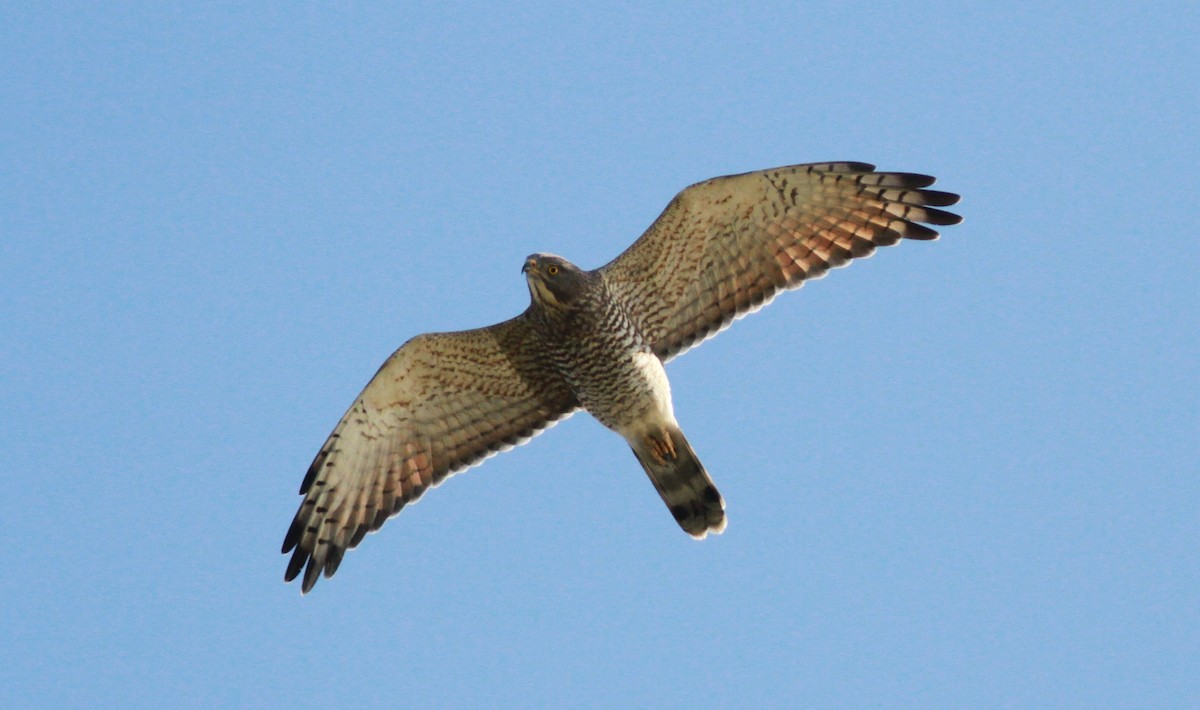 Gray-faced Buzzard - ML309103251