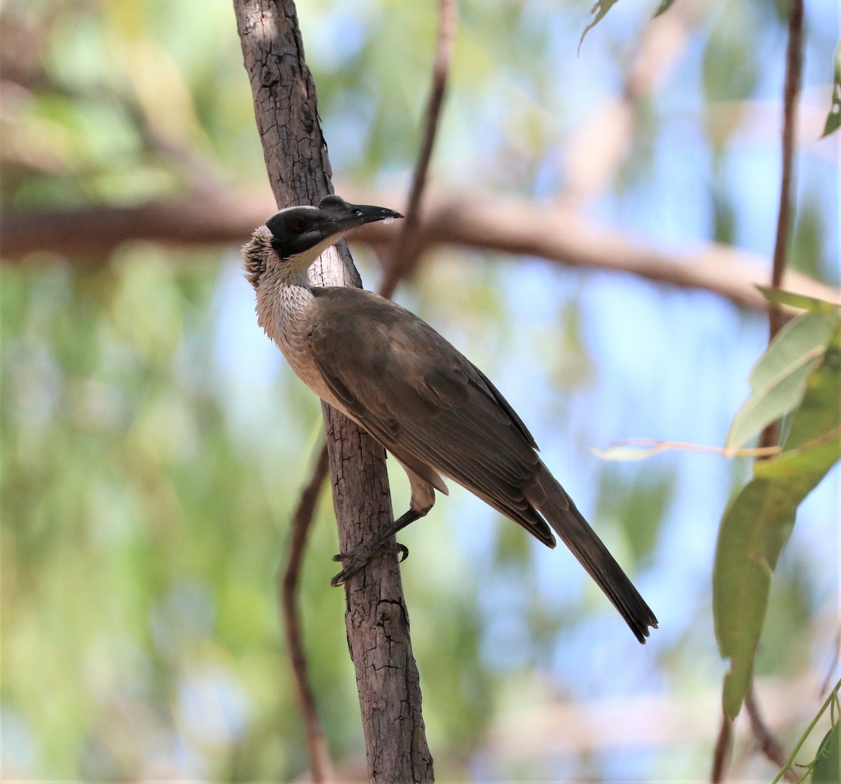 Silver-crowned Friarbird - ML309103441
