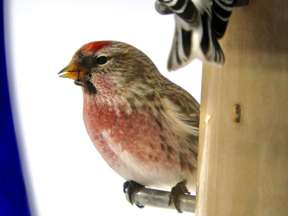 Common Redpoll - ML309103631