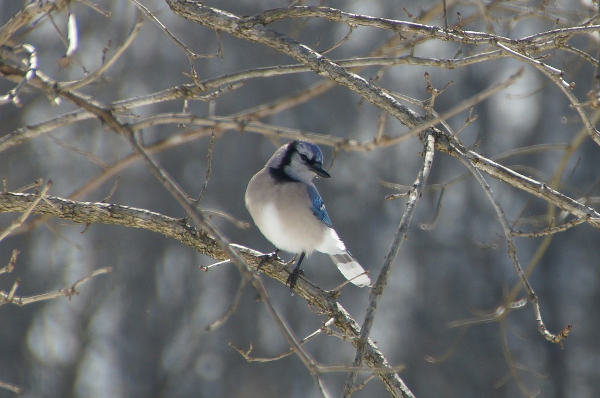 Blue Jay - ML309105701