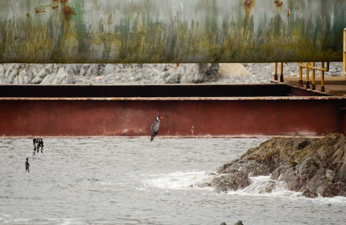 Red-legged Cormorant - Valeria  Martins