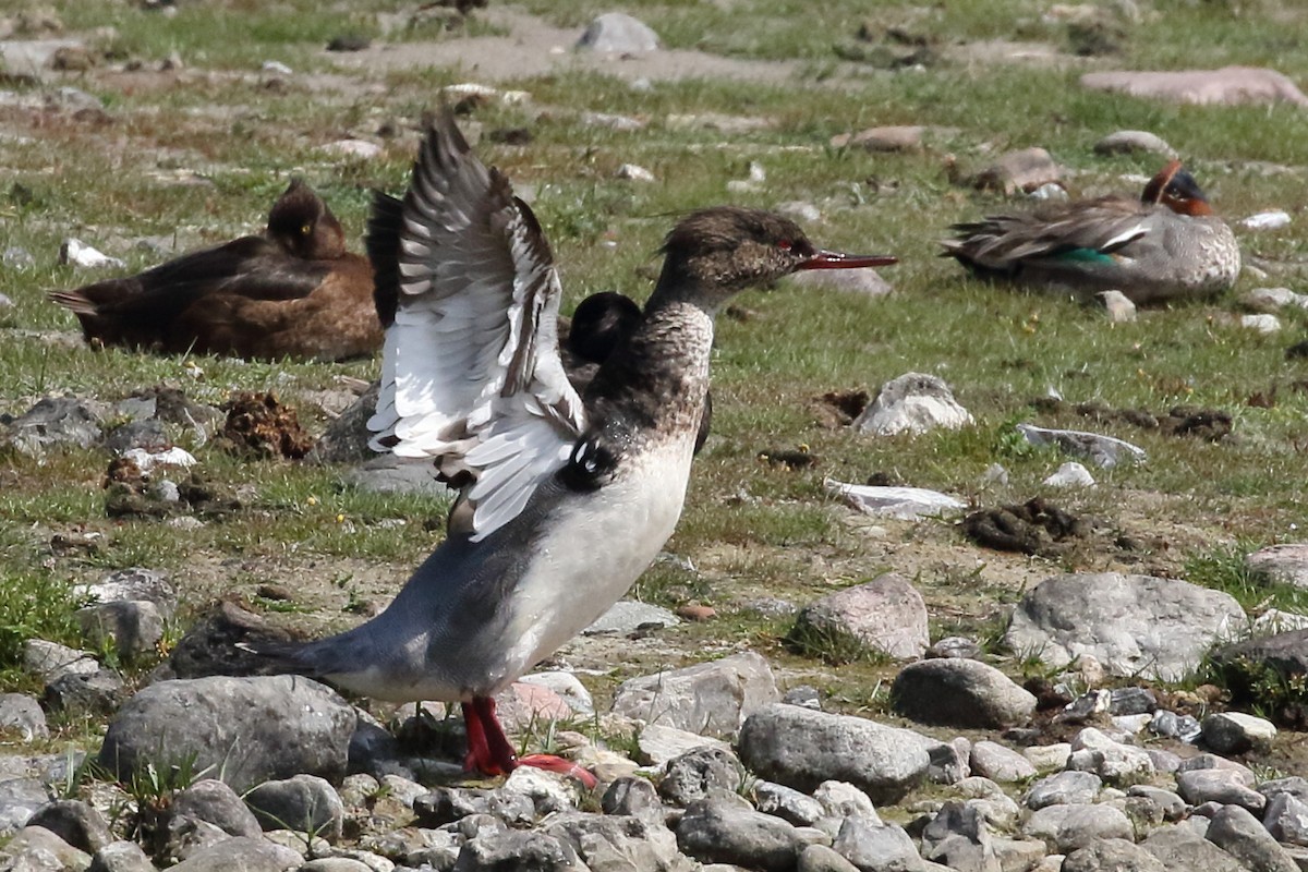 Red-breasted Merganser - ML309108651