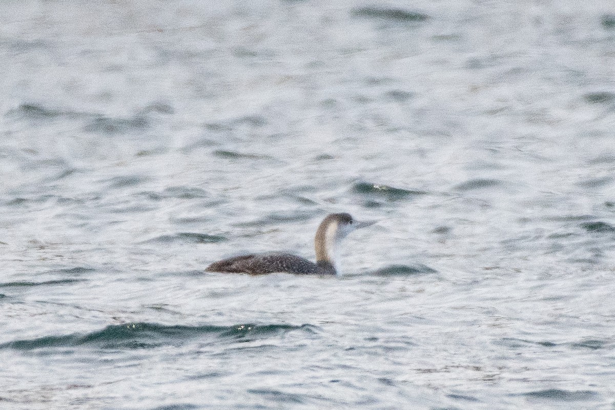 Red-throated Loon - ML309109371