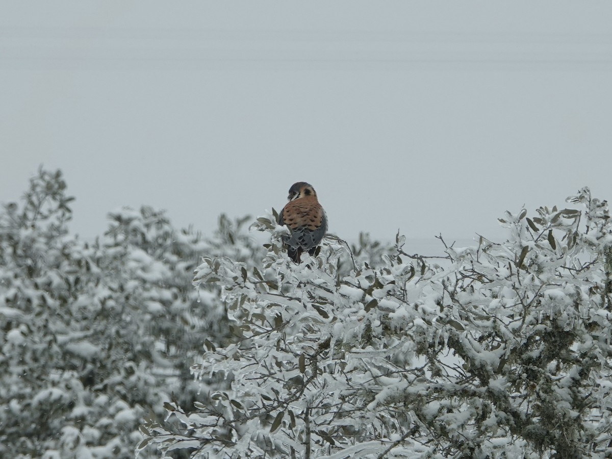 American Kestrel - ML309112451