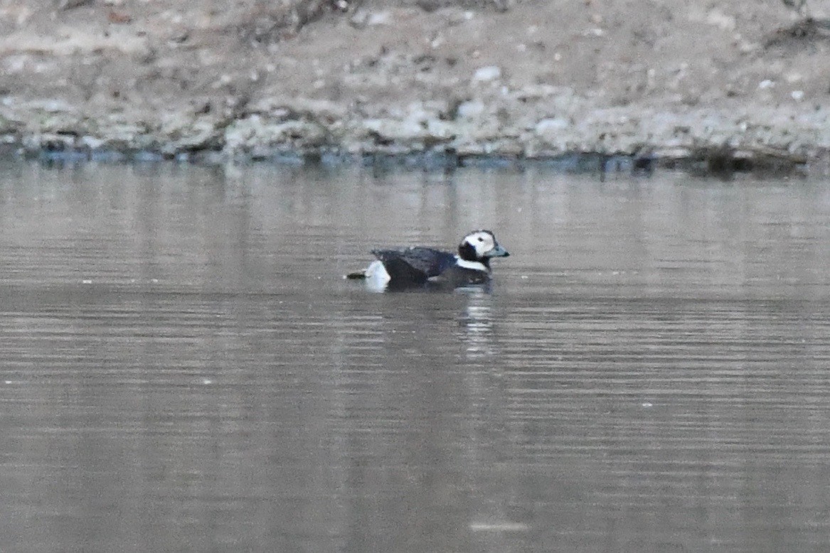 Long-tailed Duck - ML309113011