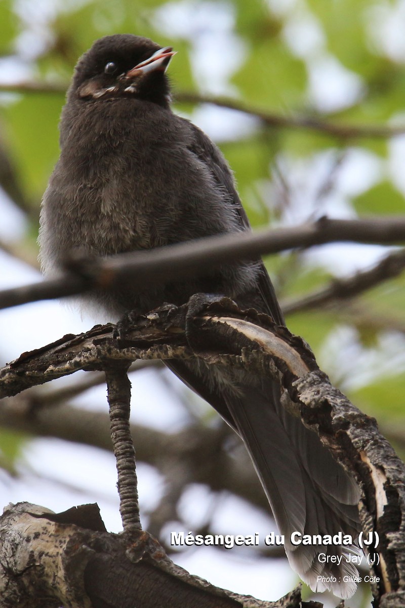 Canada Jay - ML309114451