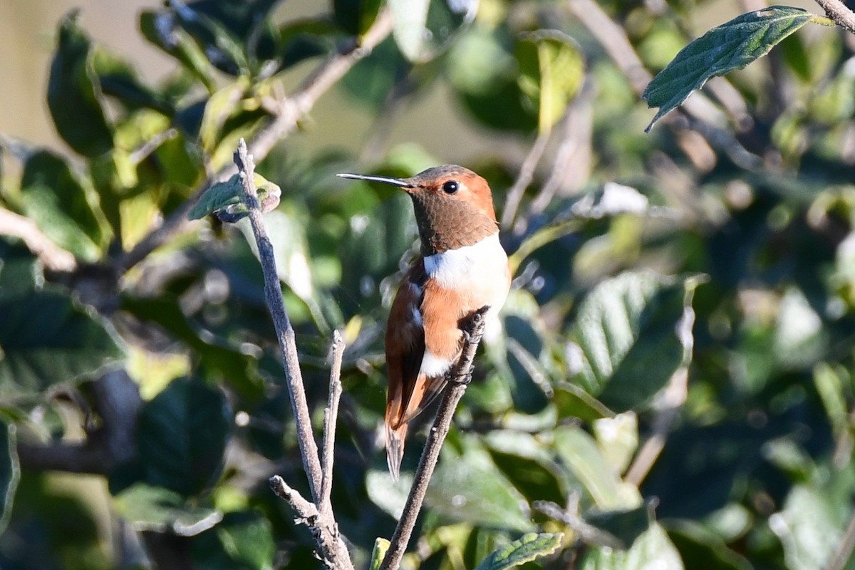 Rufous Hummingbird - ML309114951