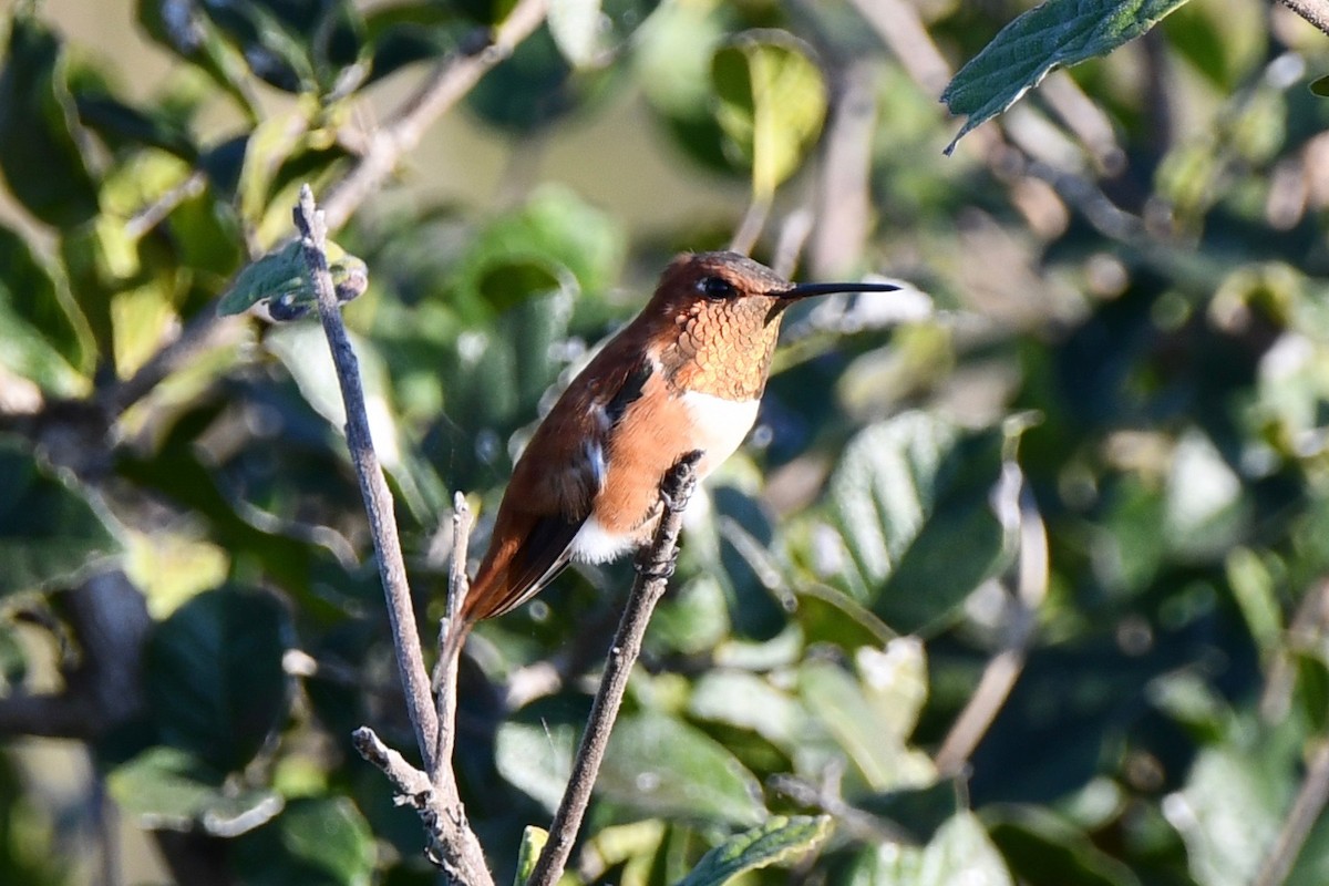 Rufous Hummingbird - ML309114971